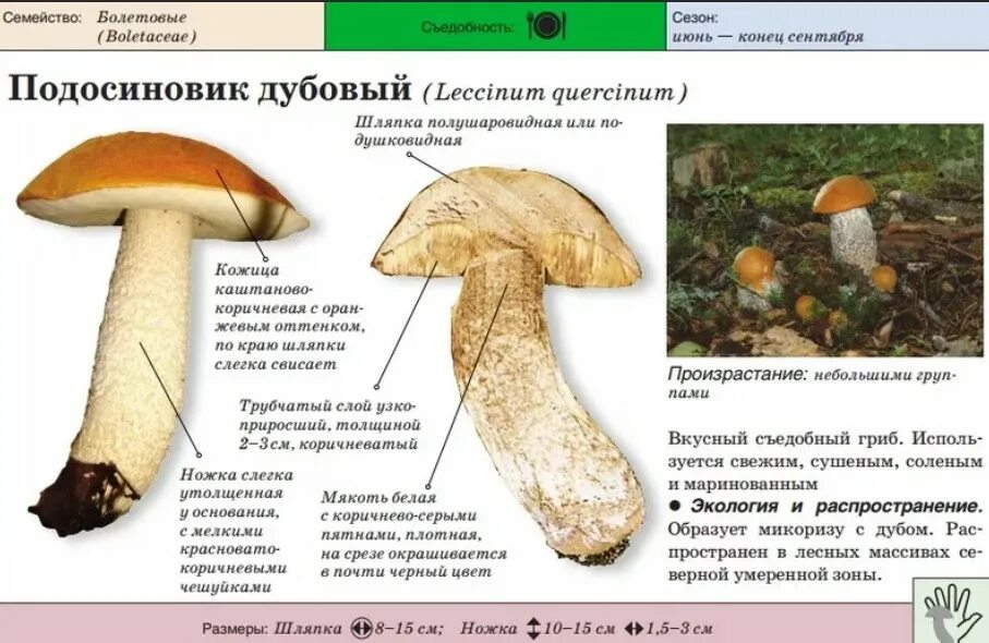 Строение подосиновика. Подберезовик шляпка снизу. подосиновик мякоть снизу шляпки. внешнее строение подосиновика. подосиновик красный обабок красноголовик.