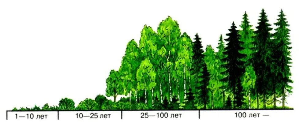 Восстановление елового леса после пожара. Сукцессия елового леса. Ельник сукцессия. Экологическая сукцессия хвойный лес. Вторичная сукцессия елового леса.