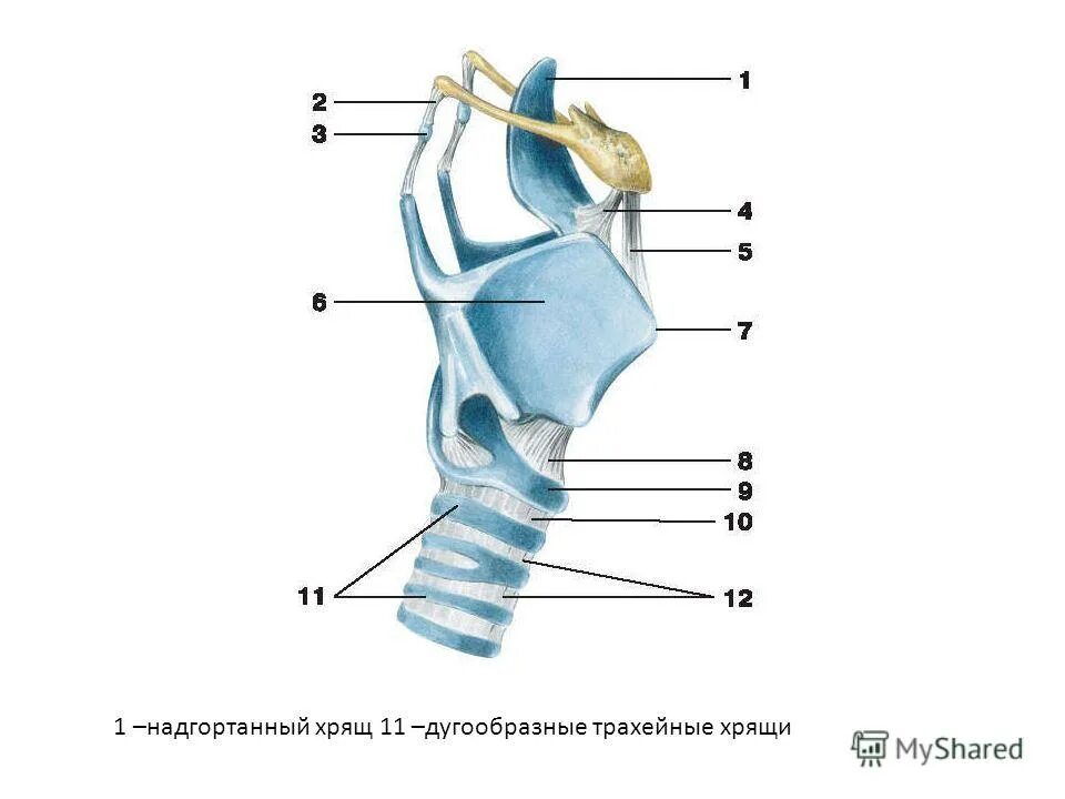 Надгортанник хрящ гортани. Хрящи гортани функции надгортанника. Клиновидный хрящ гортани. Перстневидный хрящ это кадык. Надгортанный хрящ строение.