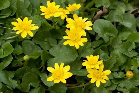 Common plants