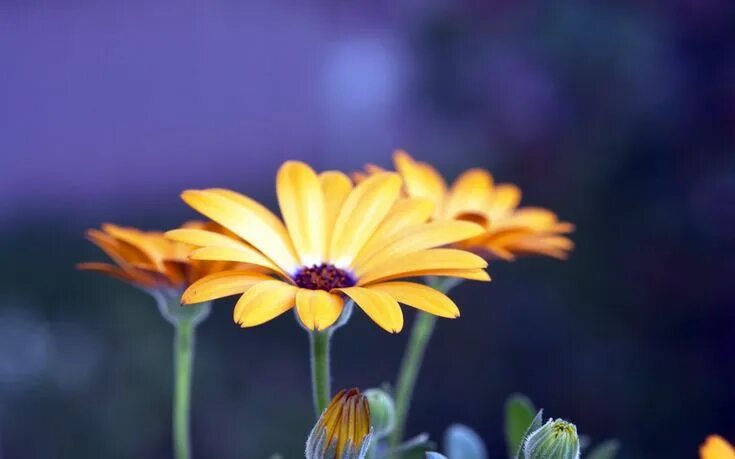 Фото цветов на экран Download Wallpaper 2560x1440 Macro, Flower, Purple, Orange, Small Mac iMac 27 HD