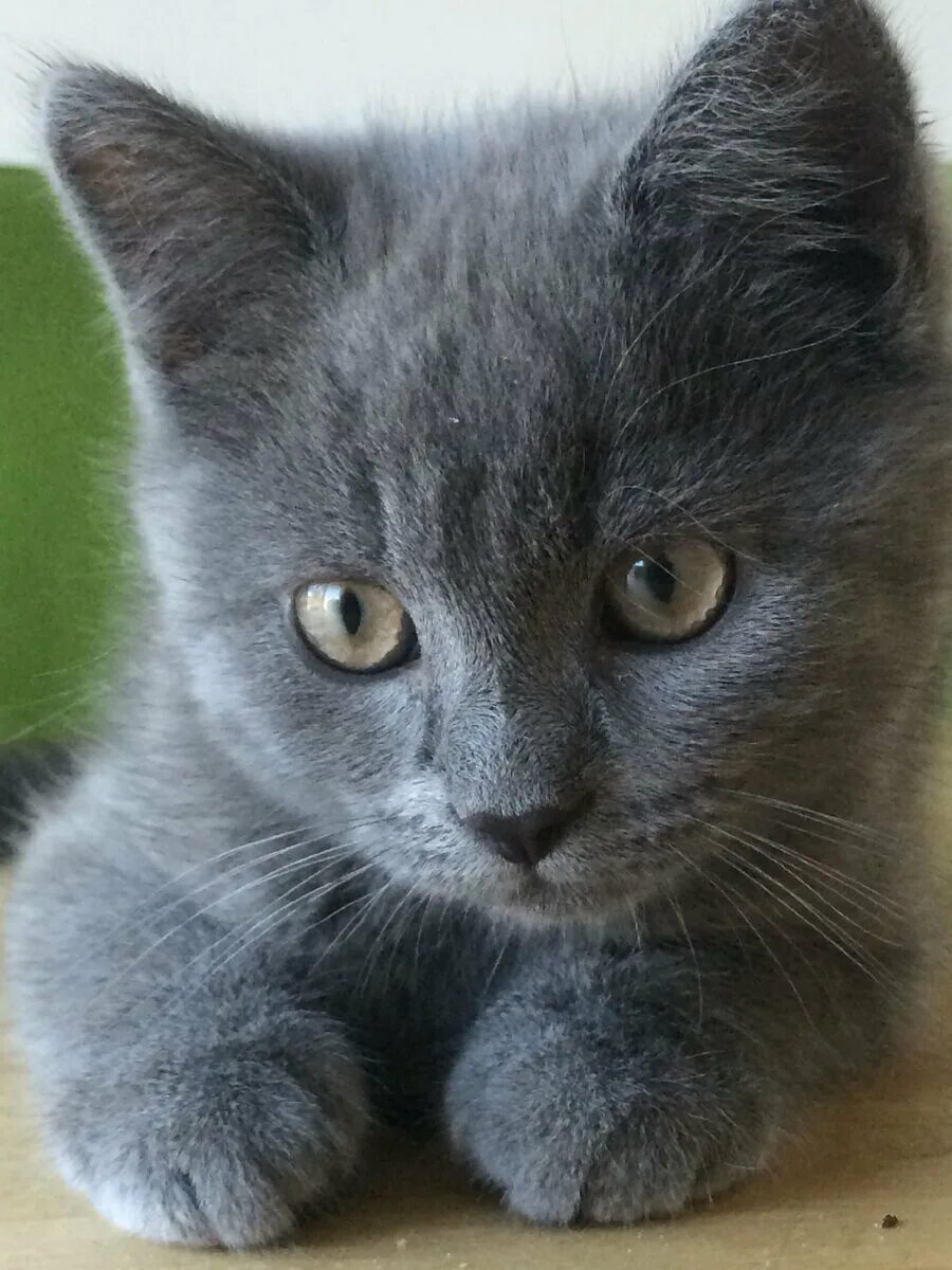 Коты серые девочки. Серый британец котенок. британская голубая кошка метис. британские котята серые. кошка серая.
