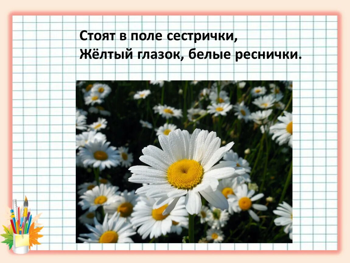 Отгадай загадку нарядные платьица желтые брошки. Стоят в поле сестрички желтый глазок белые реснички. Загадка стоят в поле сестрички желтый глазок белые реснички. Стоят в поле сестрички желтый. • Растут в поле сестрички: желтый глазок, белые реснички..