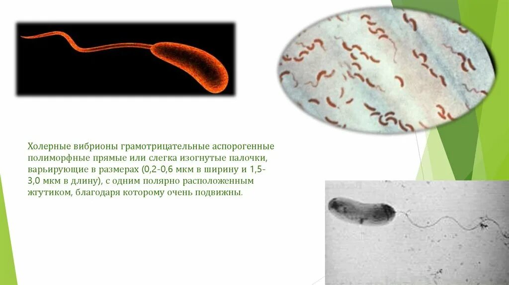 Организм трутовик окаймленный холерный вибрион. Холерный вибрион микробиология. Холерный вибрион это палочки. Холерный вибрион 5 класс биология. Вибрио холера морфология.