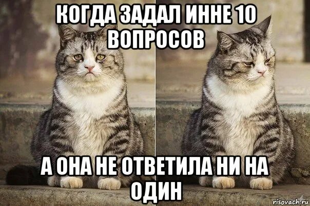 Ни на один вопрос. Россия для грустных кот. Завтра вторник грустный кот. Кот Мем отвечает на вопрос. Ни на один вопрос не ответили.