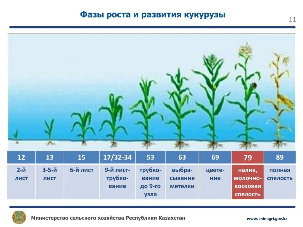 Сроки вегетации у растений. Вегетационный период кукурузы. Фазы вегетации кукурузы. Схема развития кукурузы. Фенологические фазы развития кукурузы.