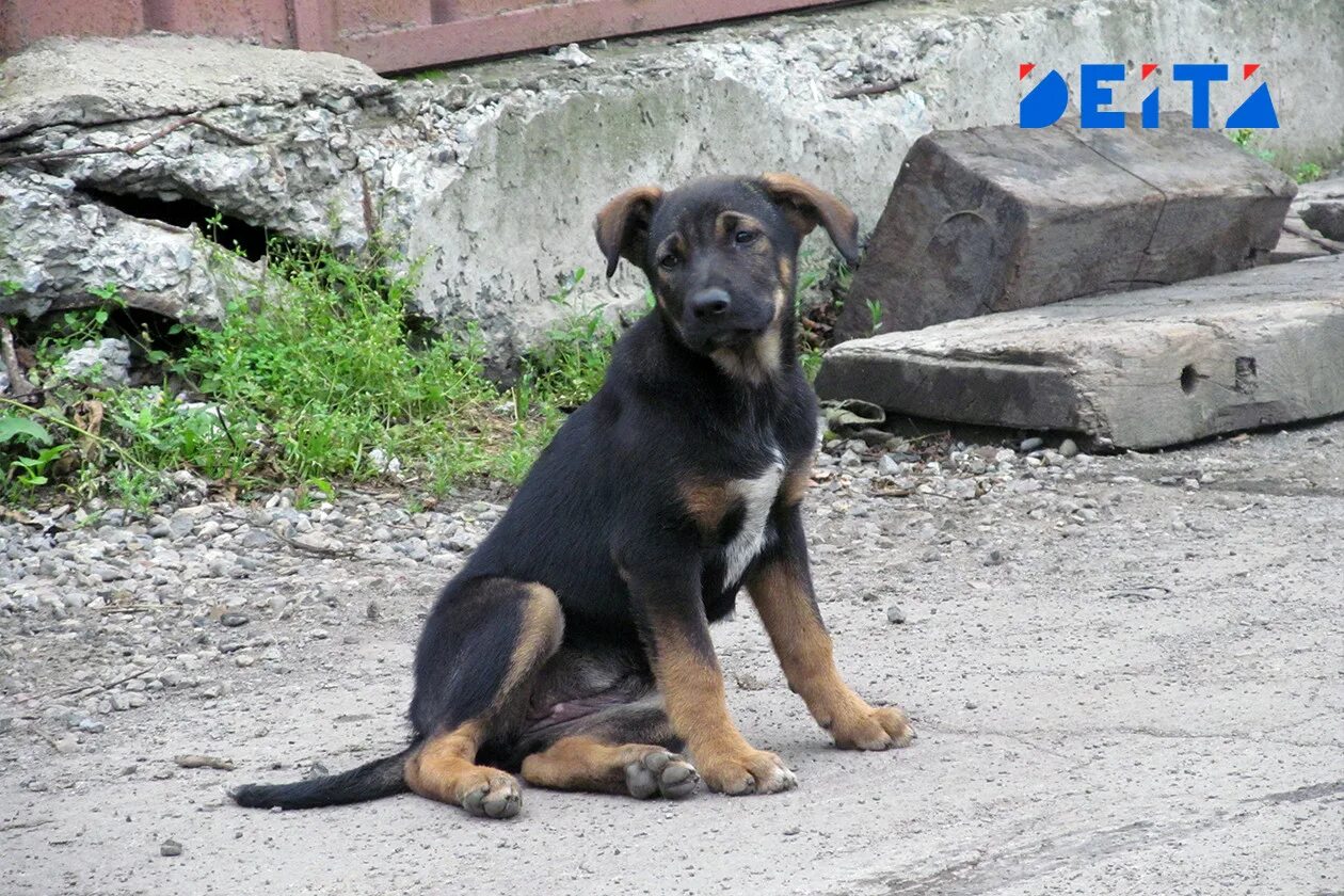 Бездомные животные. Фотограф и бездомная собака. Пес Бездомный в новой. Собаки в находке