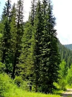 Жыныстық анальды оргиялар