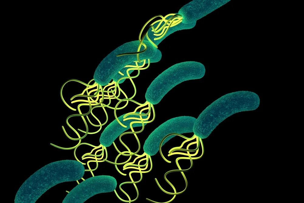 Фермент уреаза. Молекулярная модель фермента-уреазы бактерии Helicobacter pylori. Уреаза бактерий. Уреаза фермент. Уреаза микроорганизмы.