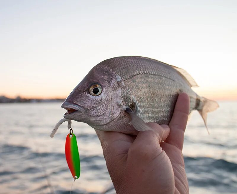Зарыбление пруда щукой. Россия рыбалка для судака. Брик рыболовный форум минская область. Женщины рыбачки. Рыбацкий на брик.