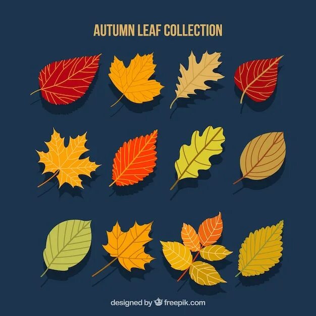 Leaves collection. Разные листья. Осенние листья. Листья деревьев. Осенние листья разных деревьев.