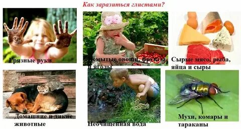 Заражение человека круглыми червями