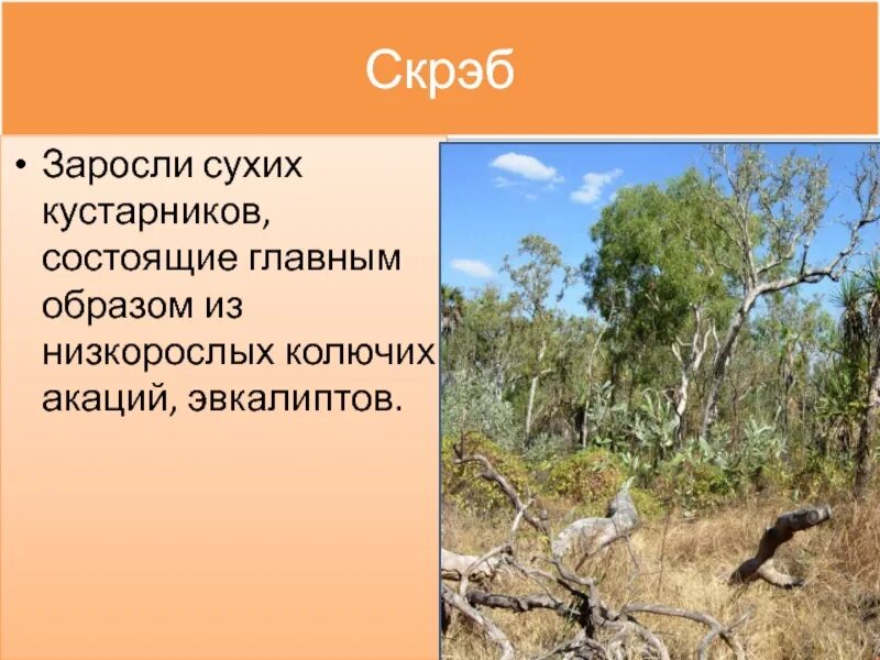 Скрэб в Австралии. Малли скрэб. Заросли скрэба. Скрэб это в географии.