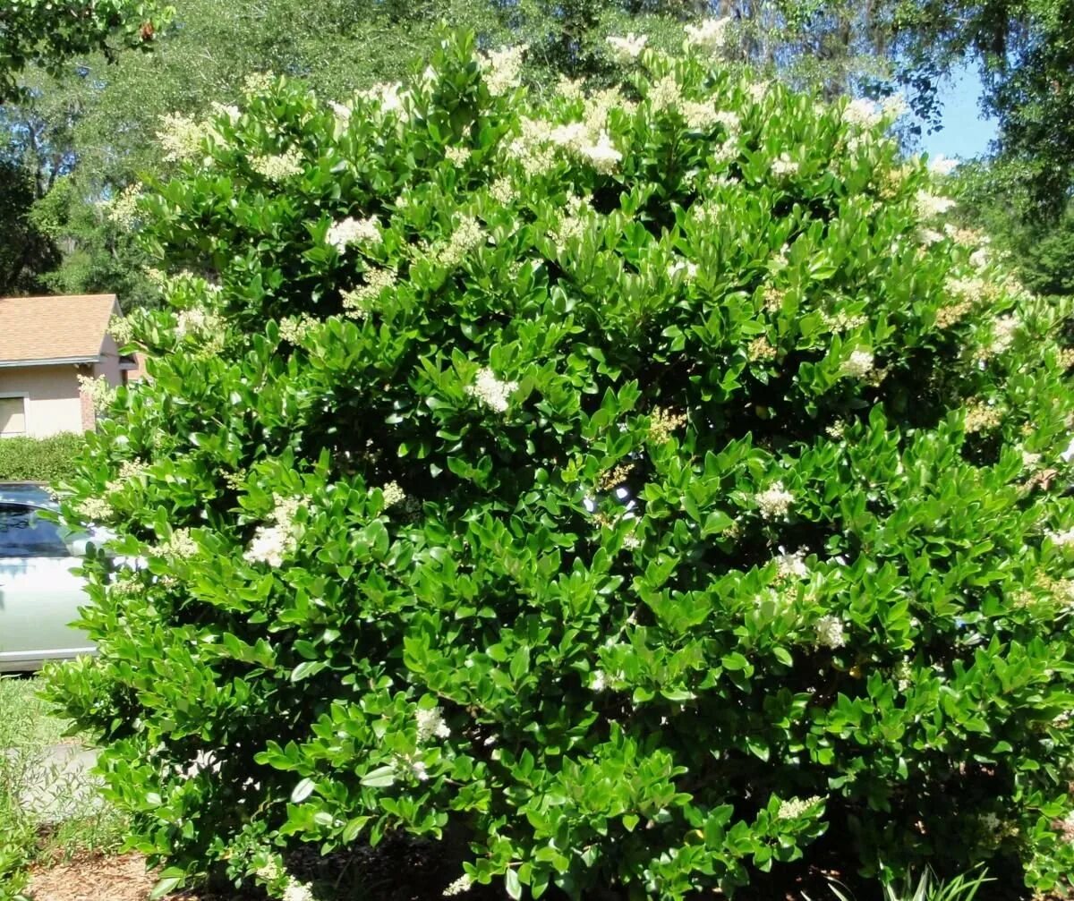Вечнозеленый чагарник. Ligustrum japonicum. Вечнозелёные Южные кустарники. Вечнозеленые кустарники Сочи.