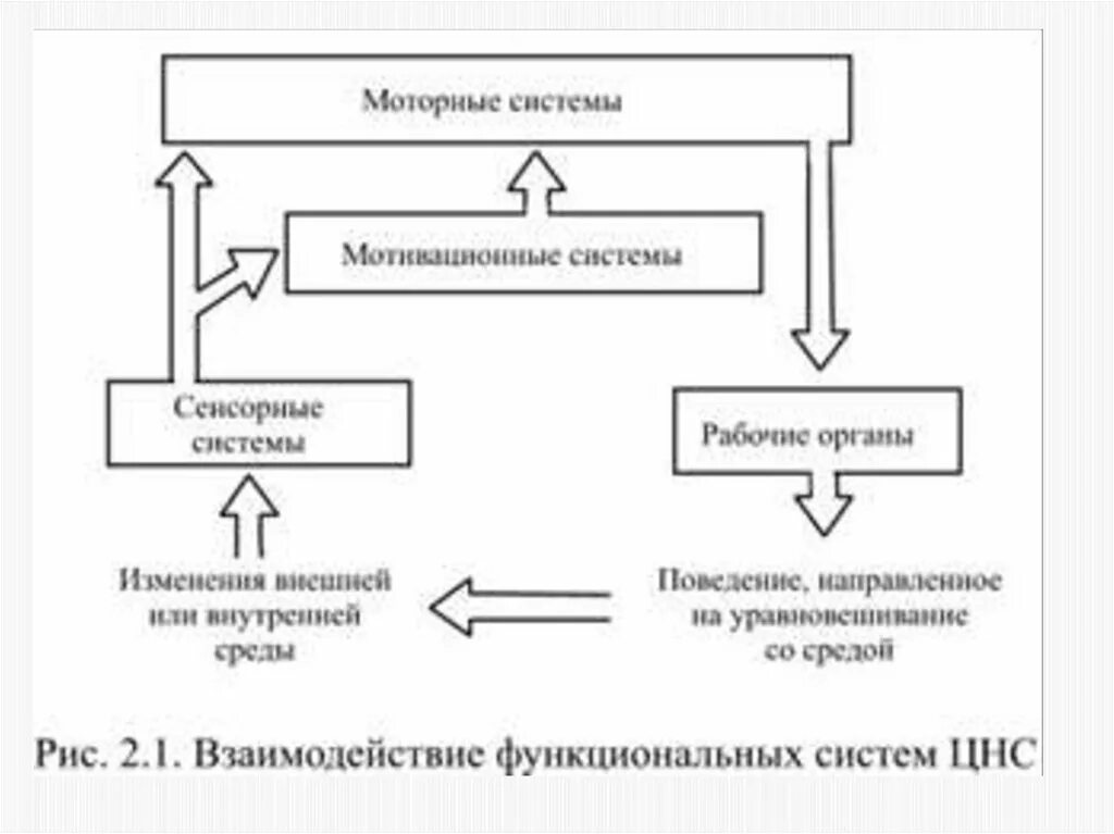 Сенсорная функциональная система. Сенсорно-моторная система. Моторные и сенсорные органы. Взаимодействие сенсорных систем. Принципы организации моторных систем.