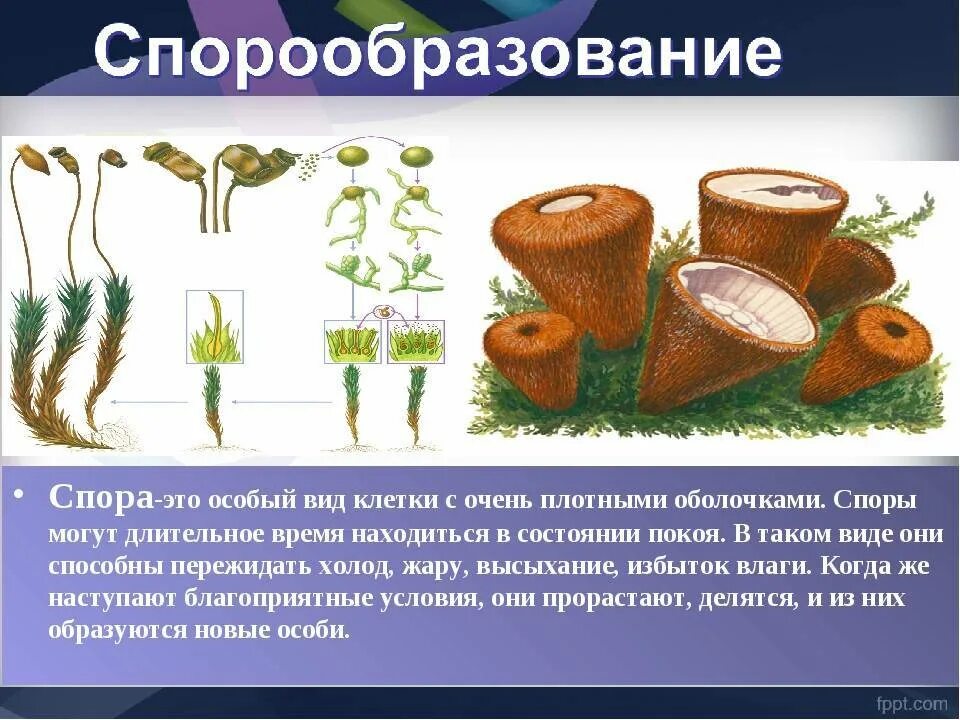 Что такое споры в биологии 5 класс. Что такое спора в биологии 6 класс. Спора это в биологии 5 класс определение. Споры растений образуются. Формы спор растений