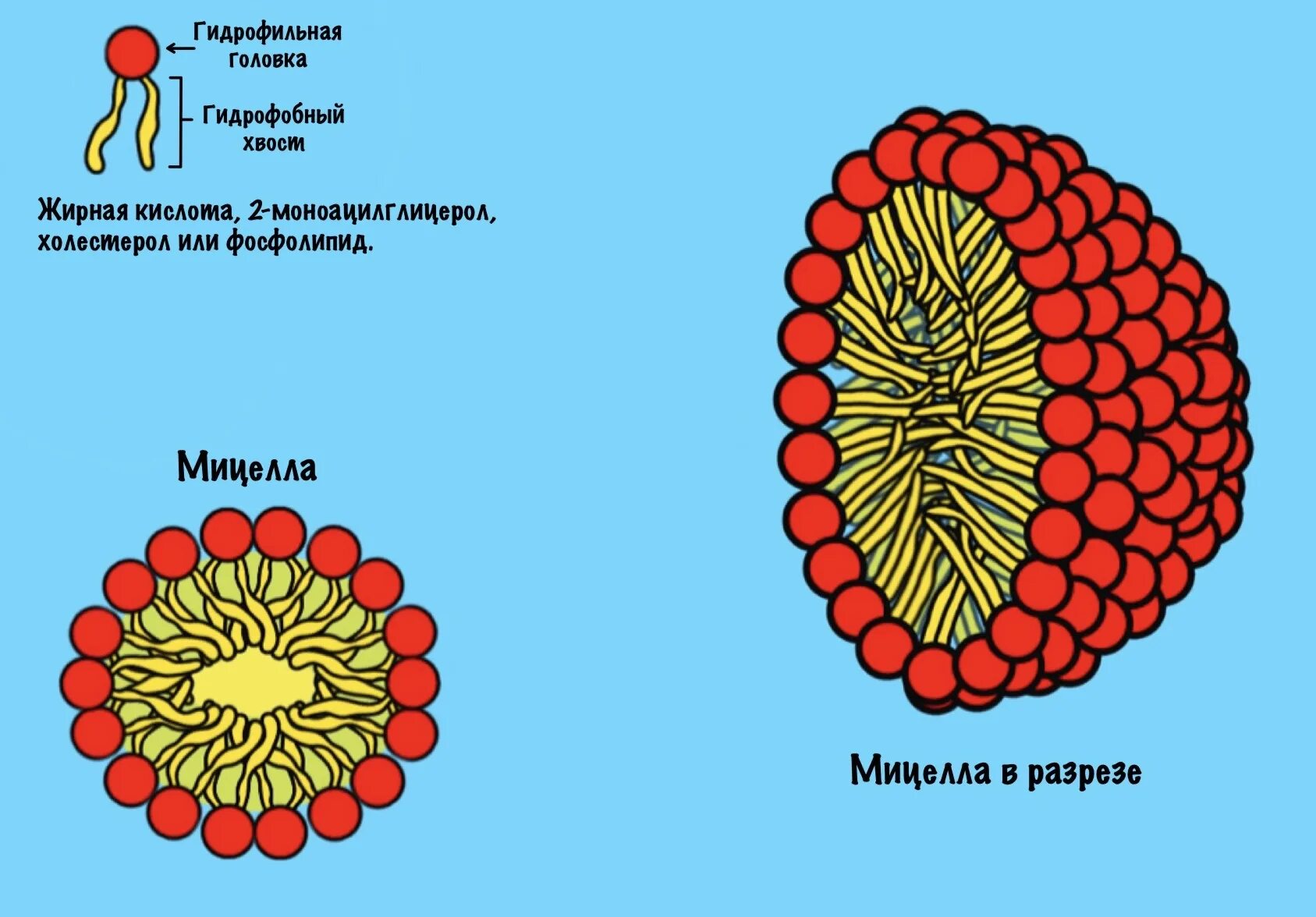 Структура мицеллы биохимия. Структура мицеллы биохимия. Строение мицеллы биохимия. Мицеллы липидов. Мицеллы липидов.