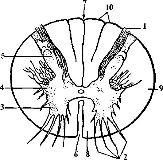 Строение спинного мозга срез анатомия. Поперечный разрез спинного мозга анатомия. Поперечный срез спинного мозга. Строение спинного мозга на поперечном разрезе.