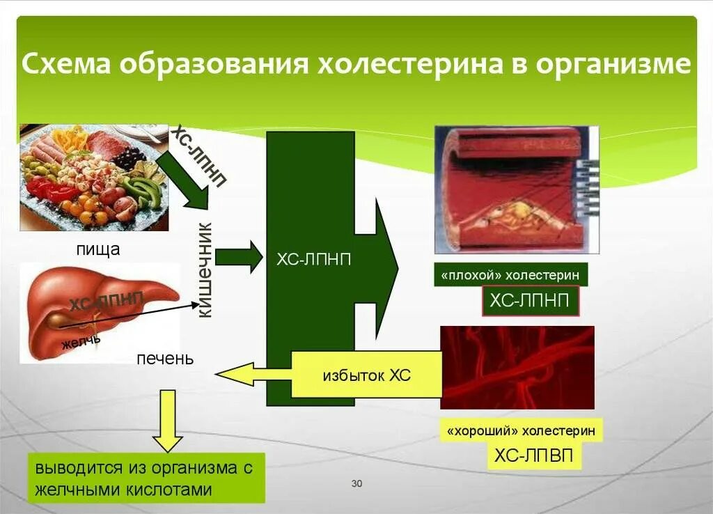 Продукты препятствующие образованию холестерина в крови. Из холестерина образуются. Источники холестерина в организме. Вывод холестерина из организма. Выведение холестерола из организма.