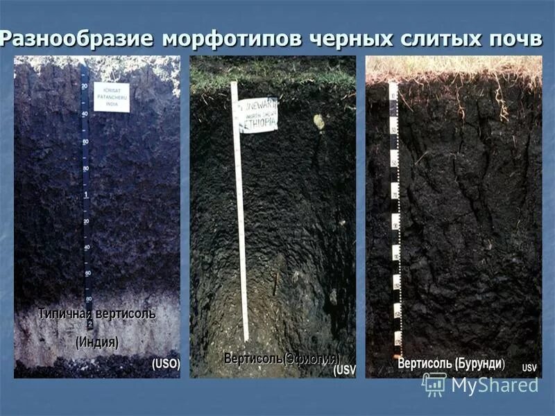 Почва тропических лесов. Почва в джунглях. Бурые тропические субаридные почвы саванны. Красные ферраллитные почвы саванн. Черные тропические почвы.