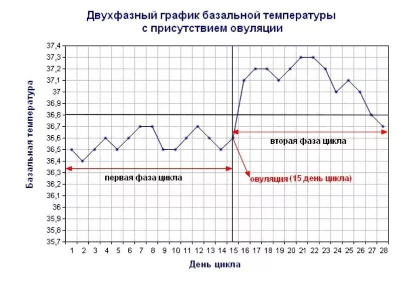 Температура при активности. График базальной температуры с овуляцией. Измерение базальной температуры для определения овуляции график. Графики базальной температуры с овуляцией. График ректальной температуры при овуляции.