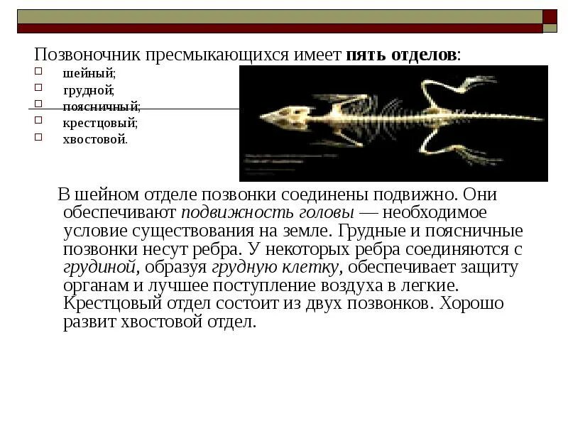 Отделы позвоночника у рептилий. Шейный отдел пресмыкающихся подвижный. Хвостовые позвонки рептилий. Позвоночник пресмыкающихся. Шейный отдел позвоночника рептилий.