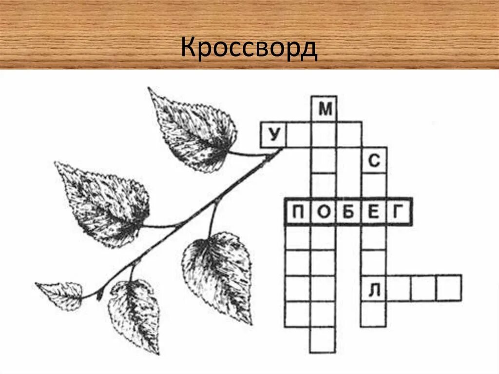 Кроссворд. Кроссворд на тему органы растений. Кроссворд биология. Кроссворд биология 6 класс.