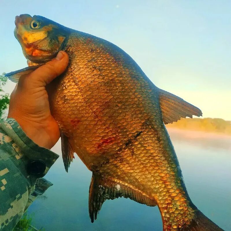 форель радужная на гриле. тихоокеанская треска. форель радужная янтарная. плотная рыба. рыба еда.