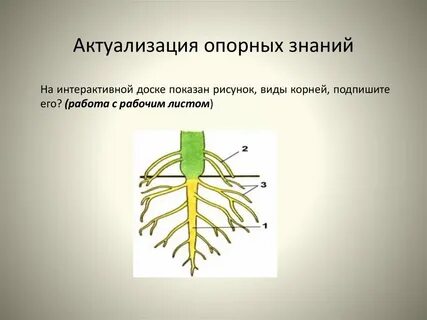 Тест по биологии видоизменение побегов