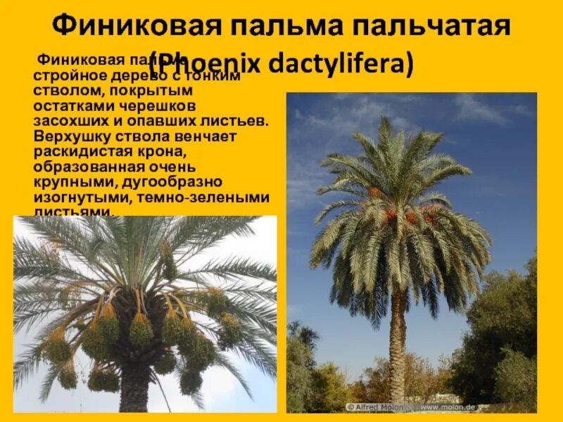 Саженцы финиковой пальмы. Описание финика. Плоды финиковой пальмы. Полезны финики для организма. Съедобные плоды пальмы.