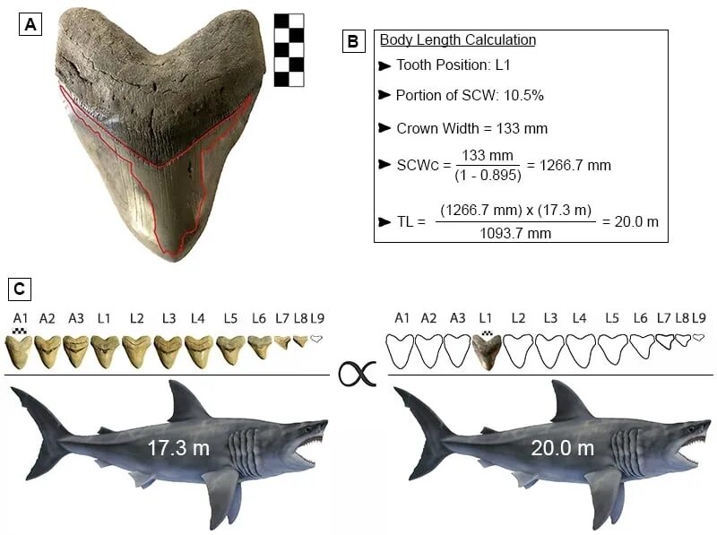 Какой длины акула. МЕГАЛОДОН Размеры и вес. Размер МЕГАЛОДОНА И белой акулы. МЕГАЛОДОН акула зубы размер. МЕГАЛОДОН акула длина и вес.