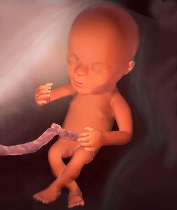 Крови 14 недель. Эмбрион на 14 неделе беременности. Плод на 14 неделе беременности. Плод в 13-14 недель беременности. Малыш на 13-14 неделе беременности.