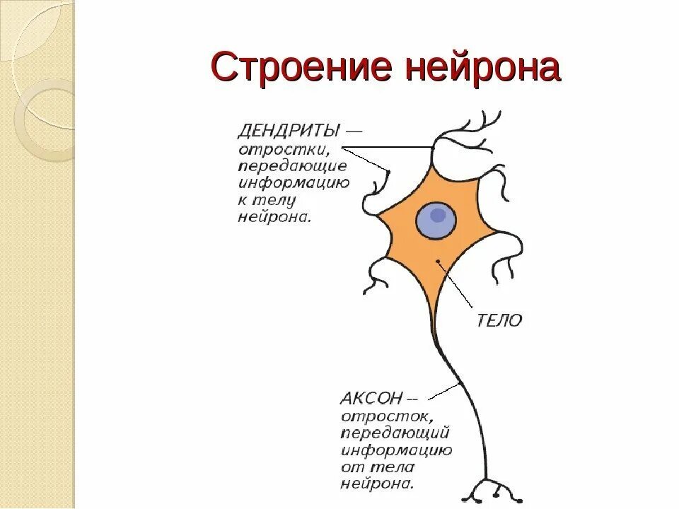 Строение 8. Строение отростков нейрона. Строение нейрона рисунок с подписями. Строение нейрона биология 8 класс. Строение нервной клетки строение нейрона.