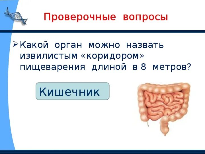 Что такое организм тест