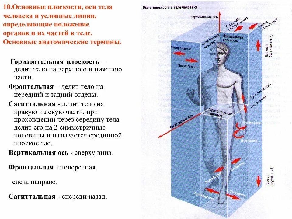 Положение тел и их размеры. Основные анатомические оси и плоскости. оси и плоскости в анатомии человека. плоскости и оси тела человека в анатомии. оси тела человека и условные линии.