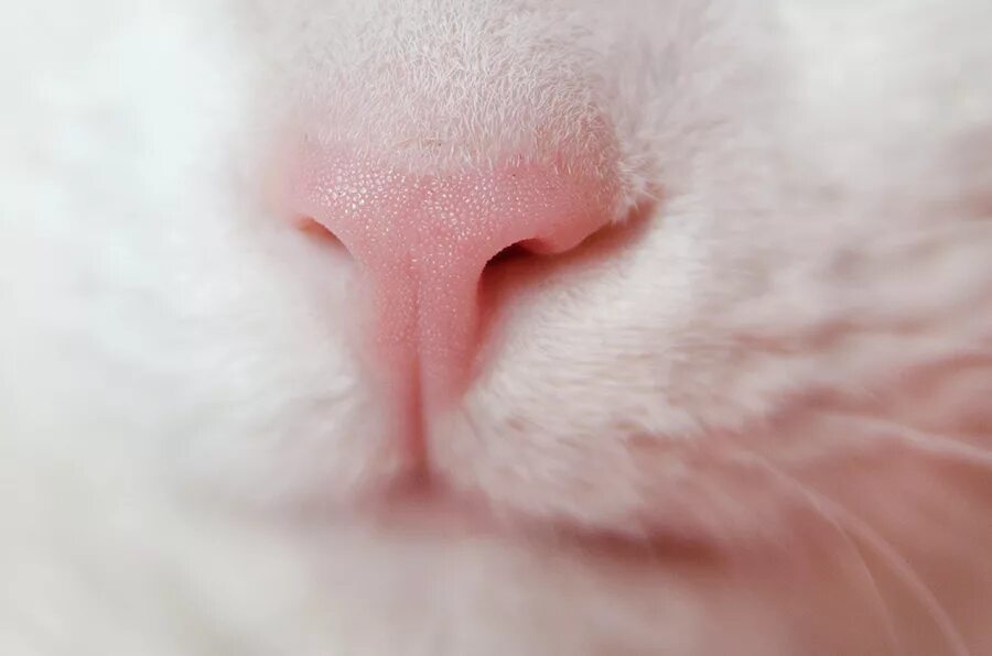 Кошка с розовым носом. Кошачий нос. Котики розовые носики. Кошачий носик. Розовый нос.