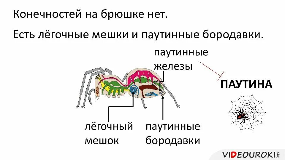 Класс паукообразные нервная система. Органы чувств паукообразных. Усики у паукообразных. Легочные мешки у паукообразных. Паукообразные паутинные железы