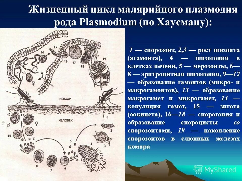 Малярийный плазмодий в кишечнике. Жизненный цикл малярийного плазмодия. Цикл развития кокцидий и малярийного плазмодия. Цикл малярийного плазмодия схема. Цикл малярийного плазмодия биология.