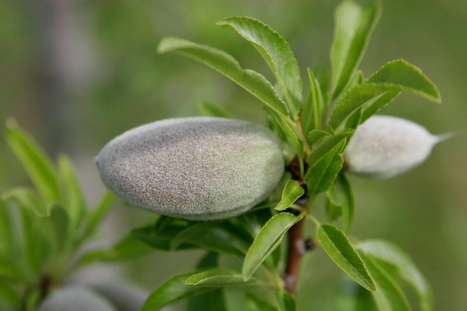 Миндаль простой. Миндаль обыкновенный (Amygdalus communis). Миндаль обыкновенный (Prunus Dulcis). Миндаль черешковый. (Миндаль обыкновенный) ЛРС.