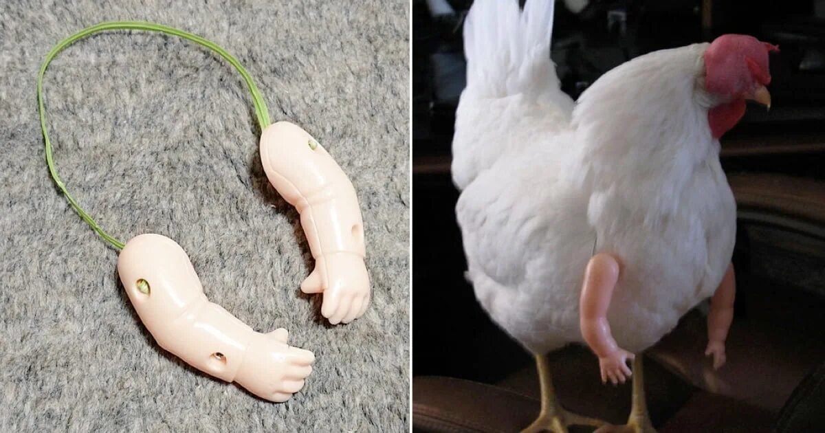 At least one of these. Chicken Arms. Did you buy Chicken. Куры 9 месяцев. Хаха Чикен.