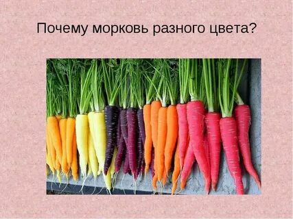 Класс моркови