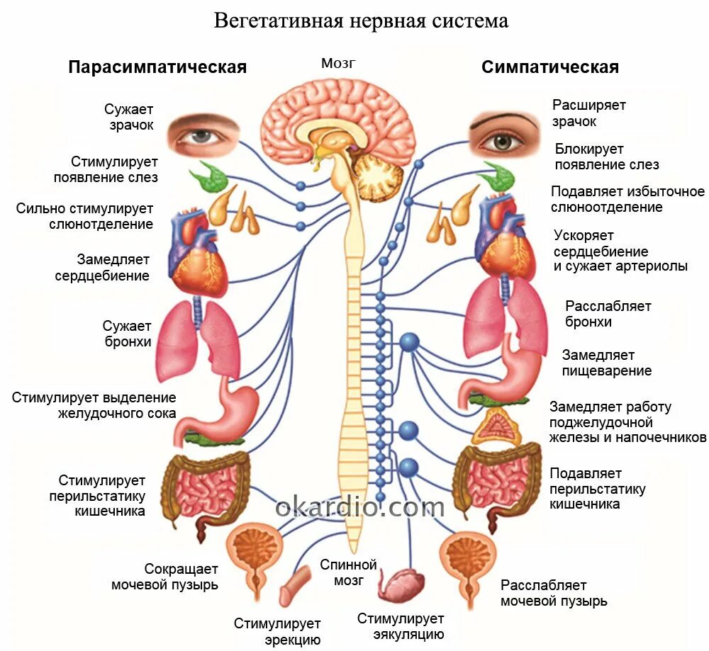 Парасимпатическая система. Симпатическая и парасимпатическая нервная система. Симпатическая нервная система. Парасимпатическая нервная система.