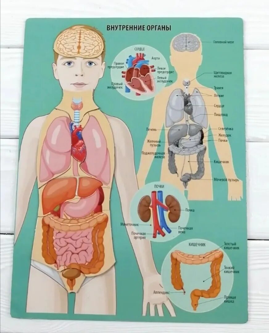 Форма органов человека. Организм человека для детей. Внутренние органы для детей. Анатомия человека для детей. Наглядное пособие органы человека-.