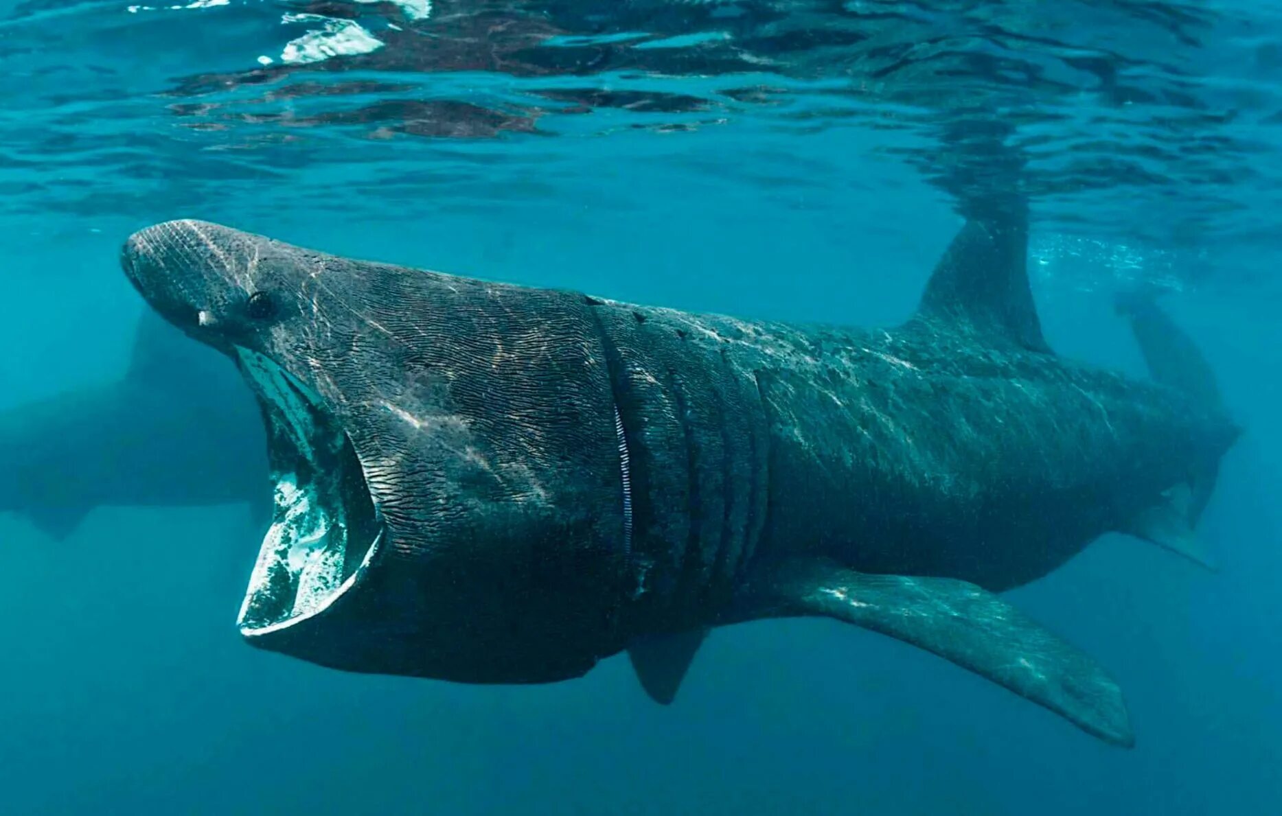 Большая рыба на земле. Гигантская акула Cetorhinus Maximus. Гренландская Полярная акула. Гренландская Полярная акула 512 лет. Гигантская акула (basking Shark).