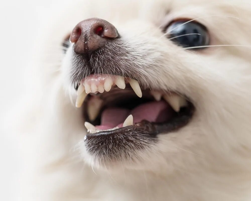 Щетки для чистки зубов у шпица. Зубная щетка для собак померанский шпиц. Как чистить зубы шпицу. Как чистить зубы шпицу. Зубной камень у йоркширского терьера.