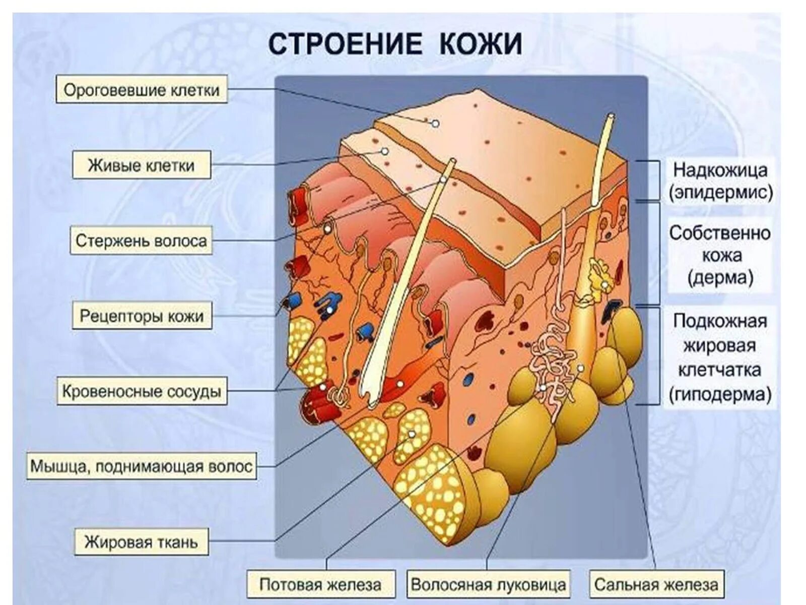 Какая структура дермы образована этой тканью. Послойное строение кожи. Слой 1) эпидермис 2) дерма 3) гиподерма. Строение кожи эпидермис дерма. Клетки эпидермиса кожи человека.