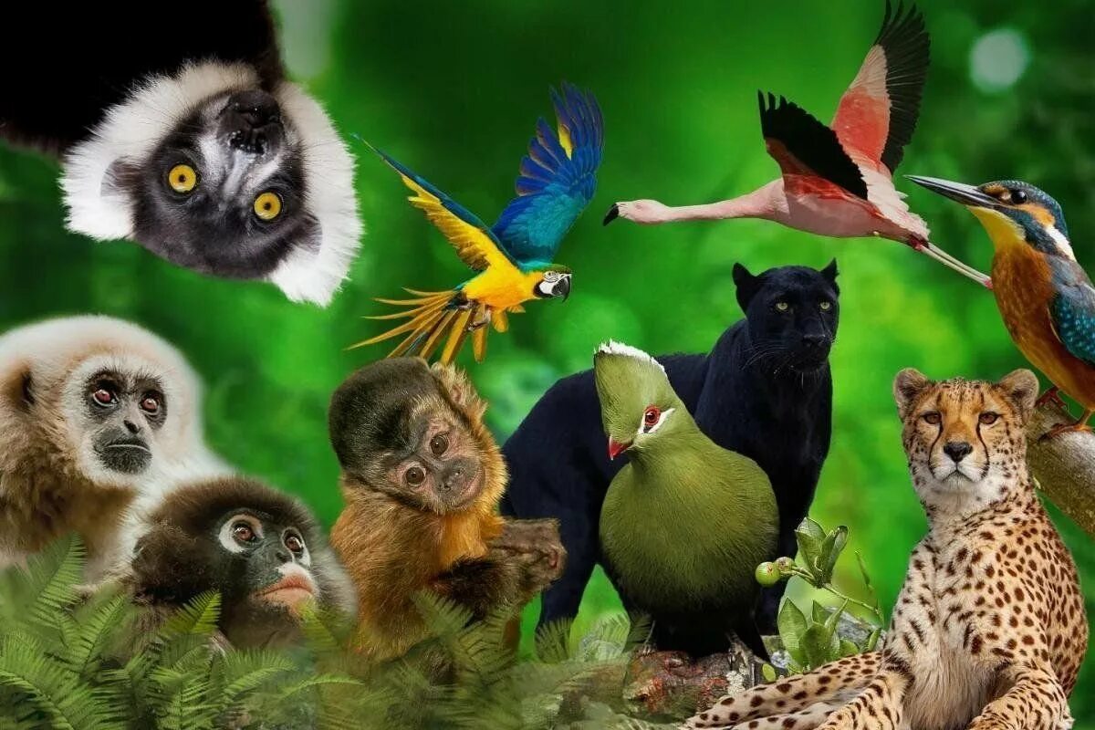 Животный мир группы. Животный мир. Много животных. Разнообразный мир животных. Много животных на одной картинке.