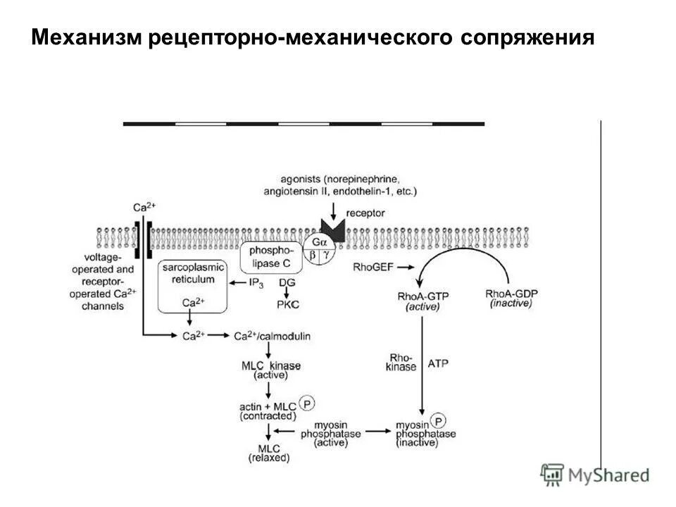 устройство сопряжения с объектом. механизмы электромеханического сопряжения в гладких мышцах. механизмы сопряжения. сопряжение процессов возбуждения и сокращения мышц. механизмы сопряжения.