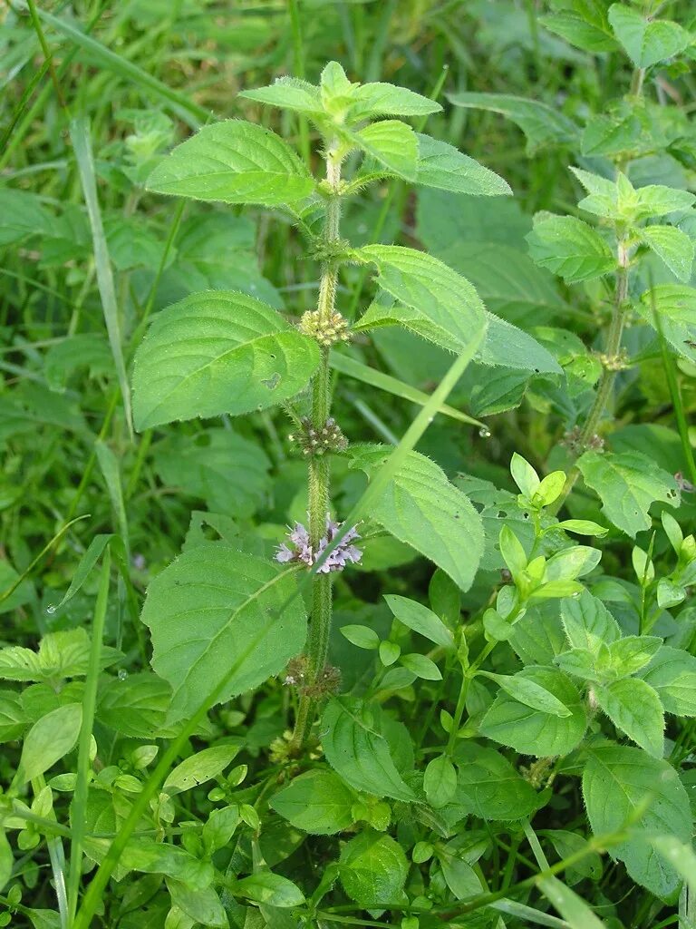 Трава пахнущая мятой. Мята Полевая (Mentha arvensis). Мята Полевая (Méntha arvénsis). Мята перечная Кубанская. Мята остролистная.