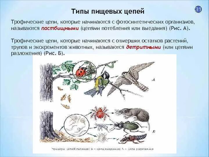 Последовательность звеньев в цепи выедания. Виды пищевых цепей. Пищевая трофическая цепь. Трофические взаимосвязи. Трофические цепи выедания.